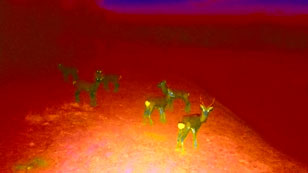 強い赤とオレンジのコントラストで表現された夜間または低光量環境で、四頭の鹿が立っている様子を捉えた熱感知サーモグラフィー画像