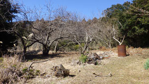 晴れた日の山際で、冬枯れの木々が立ち並び、地面には枯れ草や木の根が露出しており、右端にはサビたドラム缶が置かれている荒れた伐採前の写真