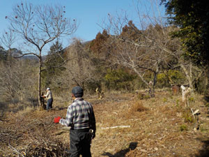 冬の日差しが差し込む山あいの斜面で、数名の人々が枯れ木の間伐や枝の整理などを行ない、手前には伐採した枝の山が見える伐採中の写真