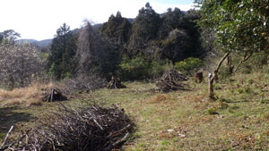 数名の人々が枯れ木の間伐や枝の整理などを行ない、手前には伐採した枝の山が見える伐採後の写真