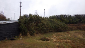 道路に沿って積まれた黒いコンクリートの擁壁と、その横の斜面に生い茂る密集した竹やぶを写してた焼き払い前の風景写真