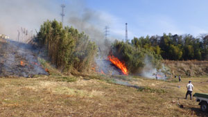 河川敷のような広い空き地の斜面で、枯れ草や竹などが勢いよく燃え上がり黒煙が立ち上る中、数人の作業員が火入れ作業を行なっている焼き払いの様子の写真