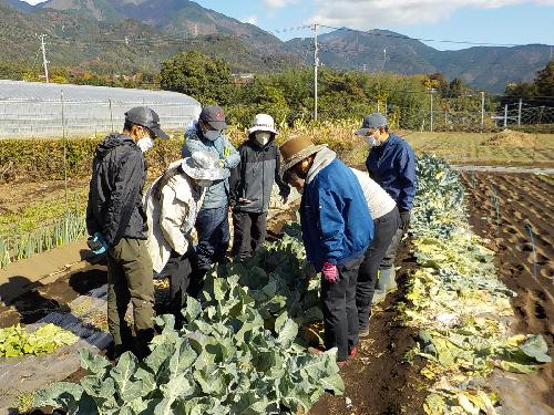 山脈が見える晴れた秋の屋外で、畑の野菜を数人のマスクをした参加者が囲み、中央にいる一人が下を向いて熱心に見つめる様子を写した写真