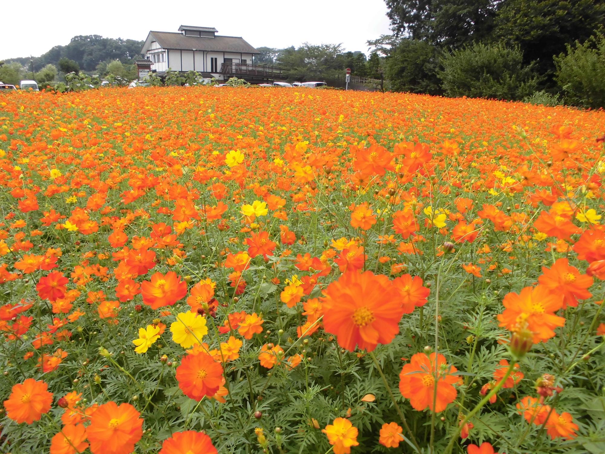 広大な畑いっぱいに、手前から奥まで鮮やかなオレンジ色と黄色いコスモスの花が咲き乱れ、その遠景に瓦屋根と白壁の建物が見える風景写真