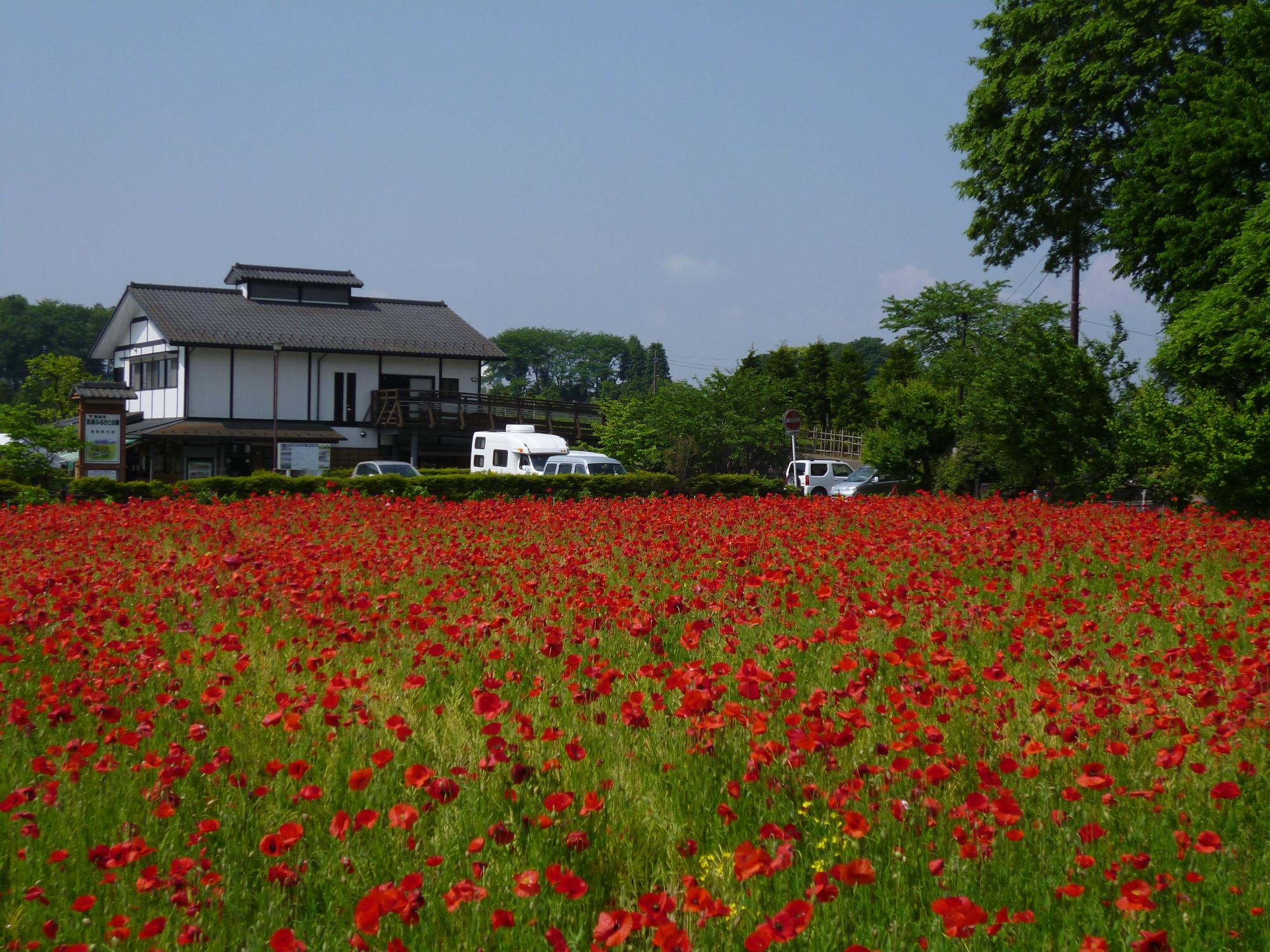 手前に広がる鮮やかな赤色のポピー畑の奥に、瓦屋根と白壁の和風の建物と駐車場があり、緑の木々が立ち並んでいる風景写真