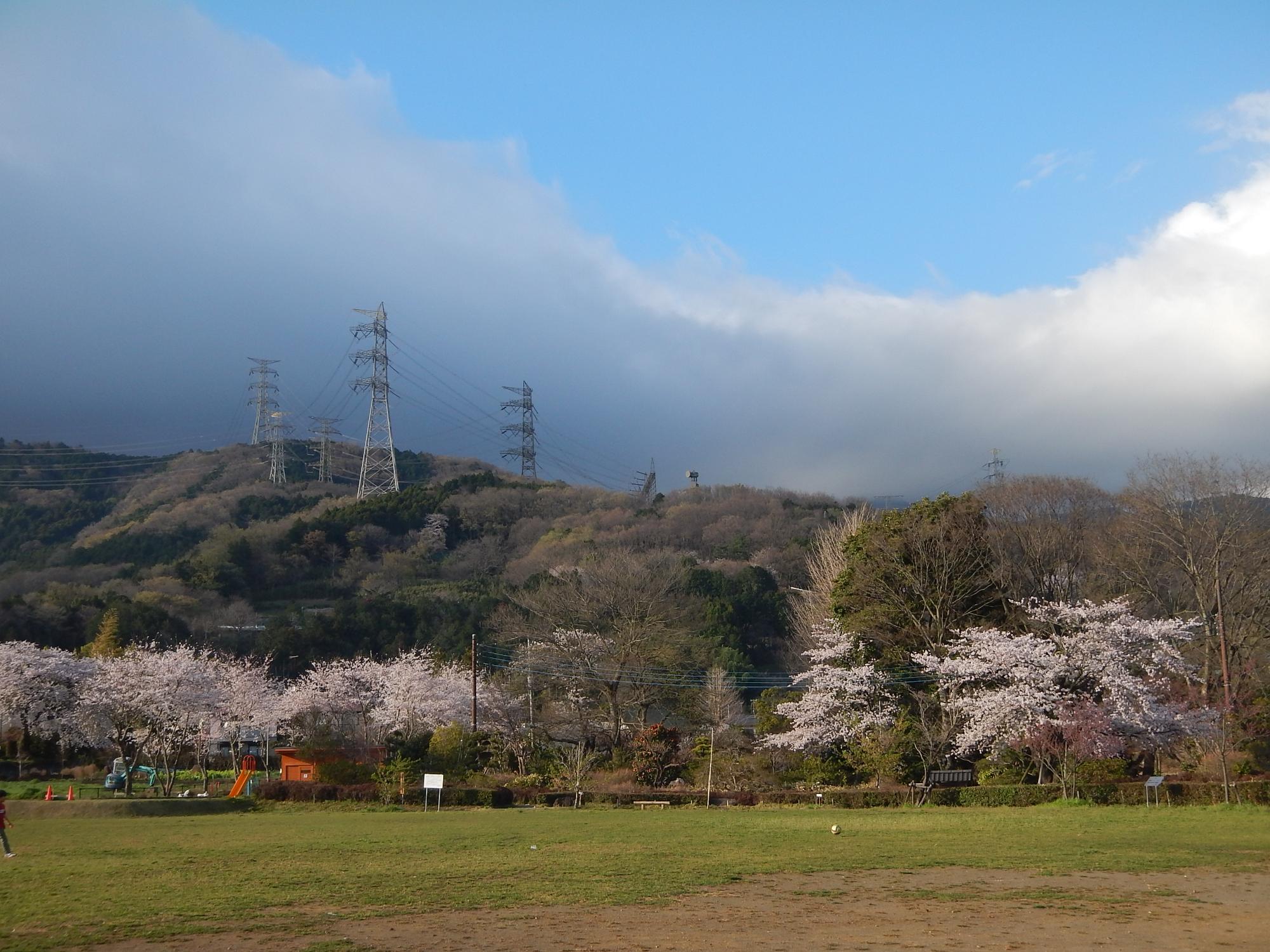 複数の鉄塔が立ち並んだ山にピンク色の桜の木々が見え、山裾の公園の芝生広場の桜の木々も満開になっている様子の写真