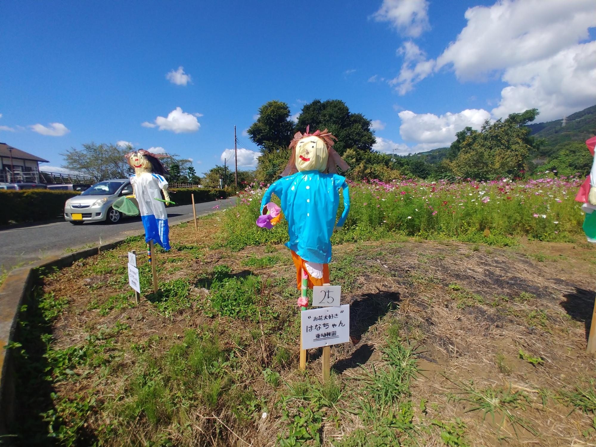 青空の下、コスモス畑の手前の空き地に、白いシャツに青いスカートと青いシャツにオレンジ色のスカートを履いた、カラフルな2体の案山子が立っているのどかな風景写真