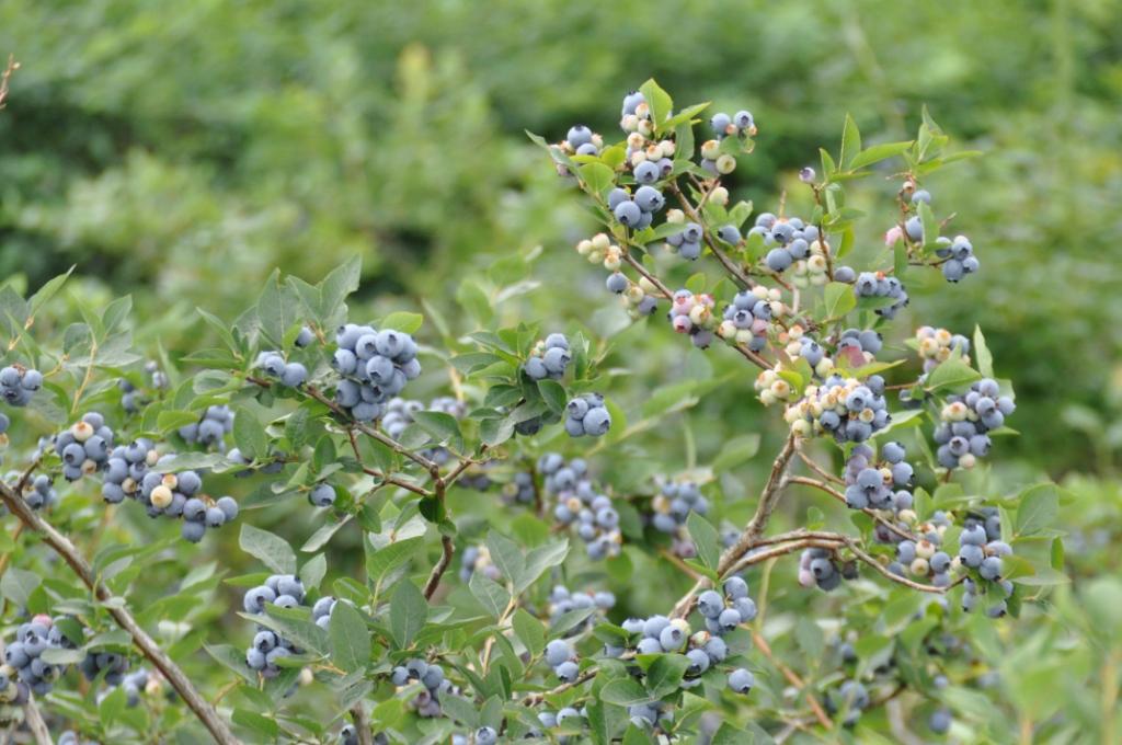 たくさんの実をつけ、青く熟したものやまだ白い未熟なものが混在し、緑の葉と細い枝にぶら下がっている状態のブルーベリーの茂みをクローズアップで捉えた接写写真
