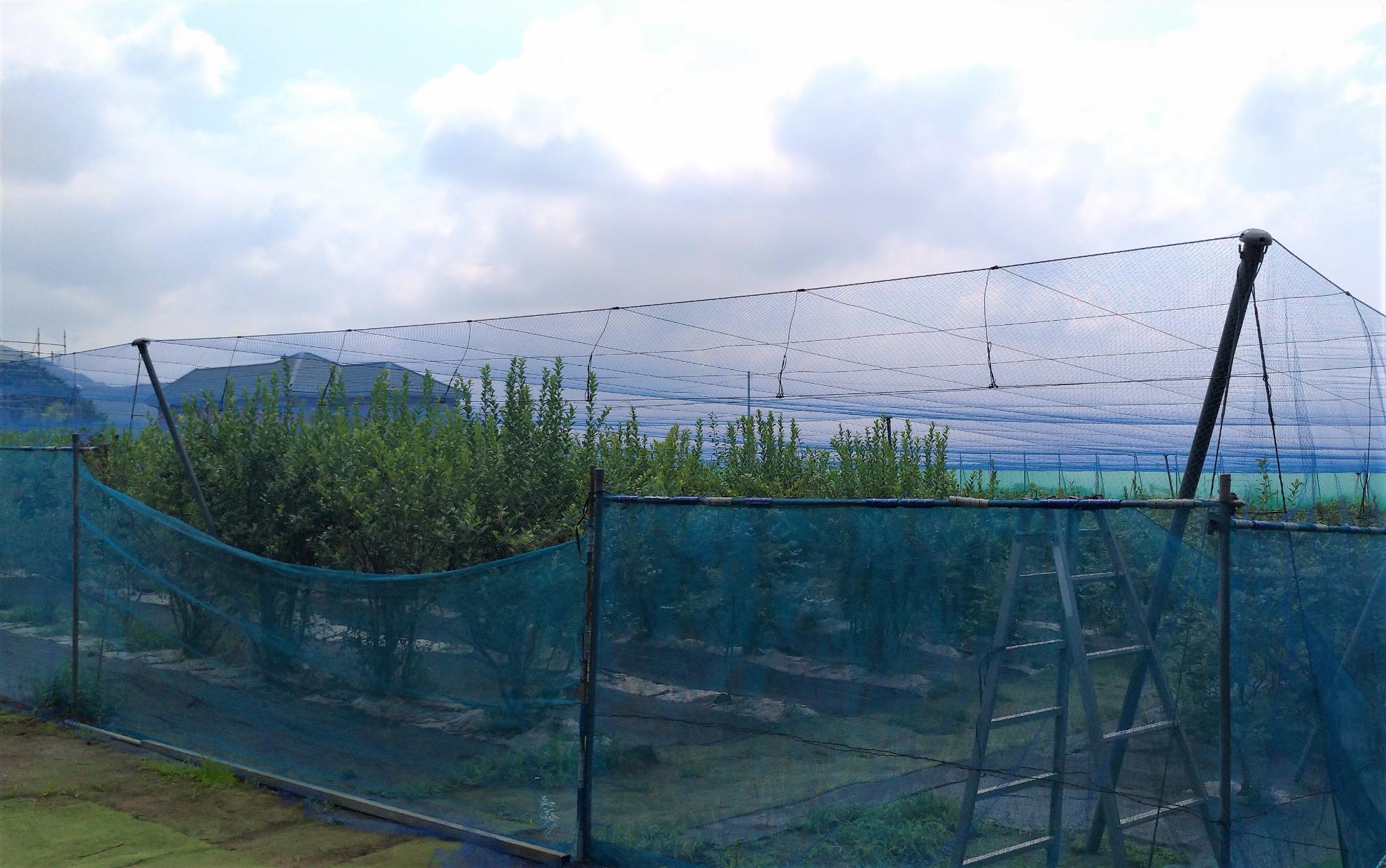 広大な畑に植えられたブルーベリーの木々を、鳥の侵入から守るために、青い防鳥ネットが周囲と上部にしっかりと張り巡らされている様子を写した屋外の写真