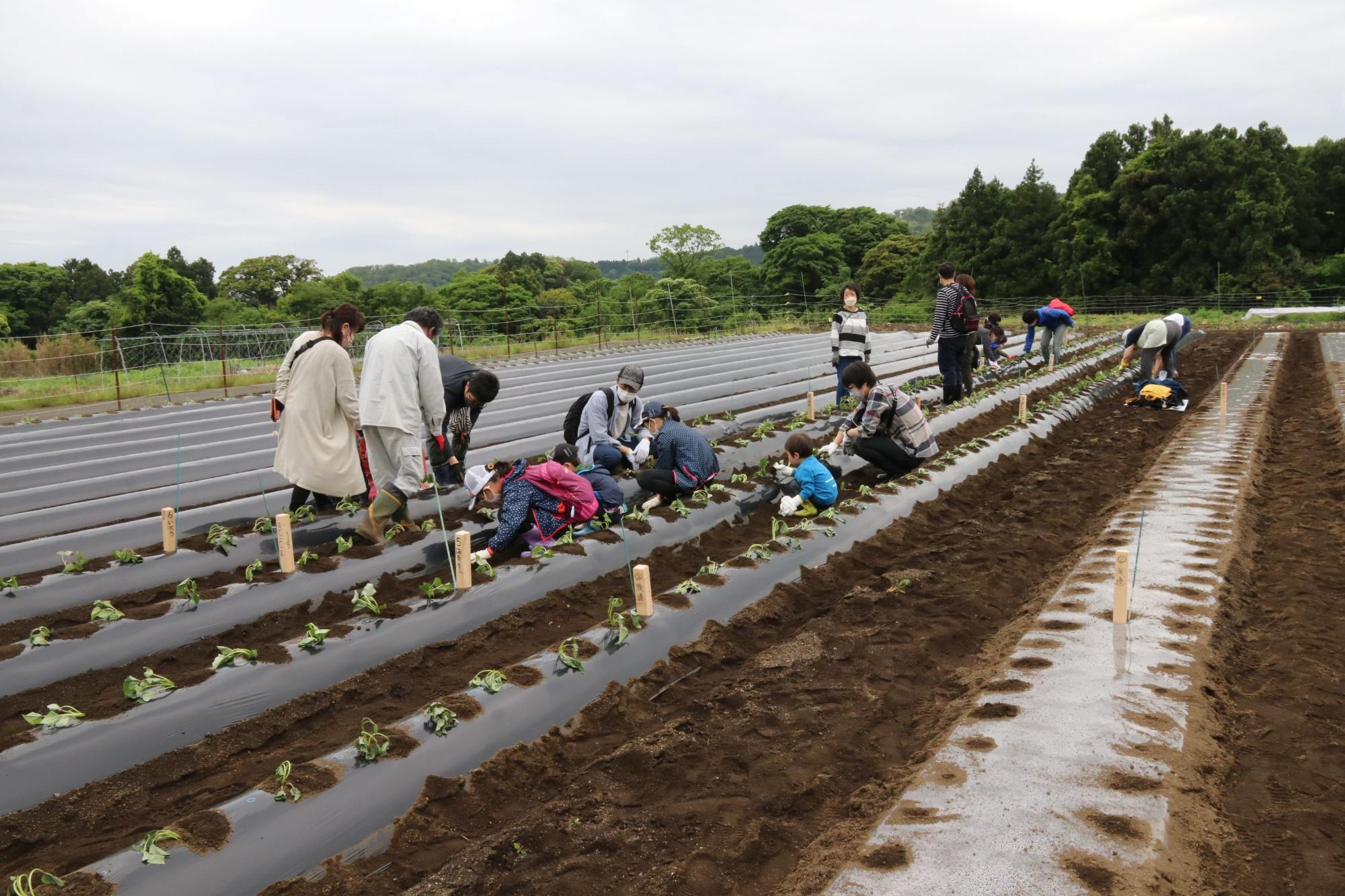 黒いビニールマルチが張られた畝に、親子連れを含む参加者たちが野菜の苗を植えている様子の写真