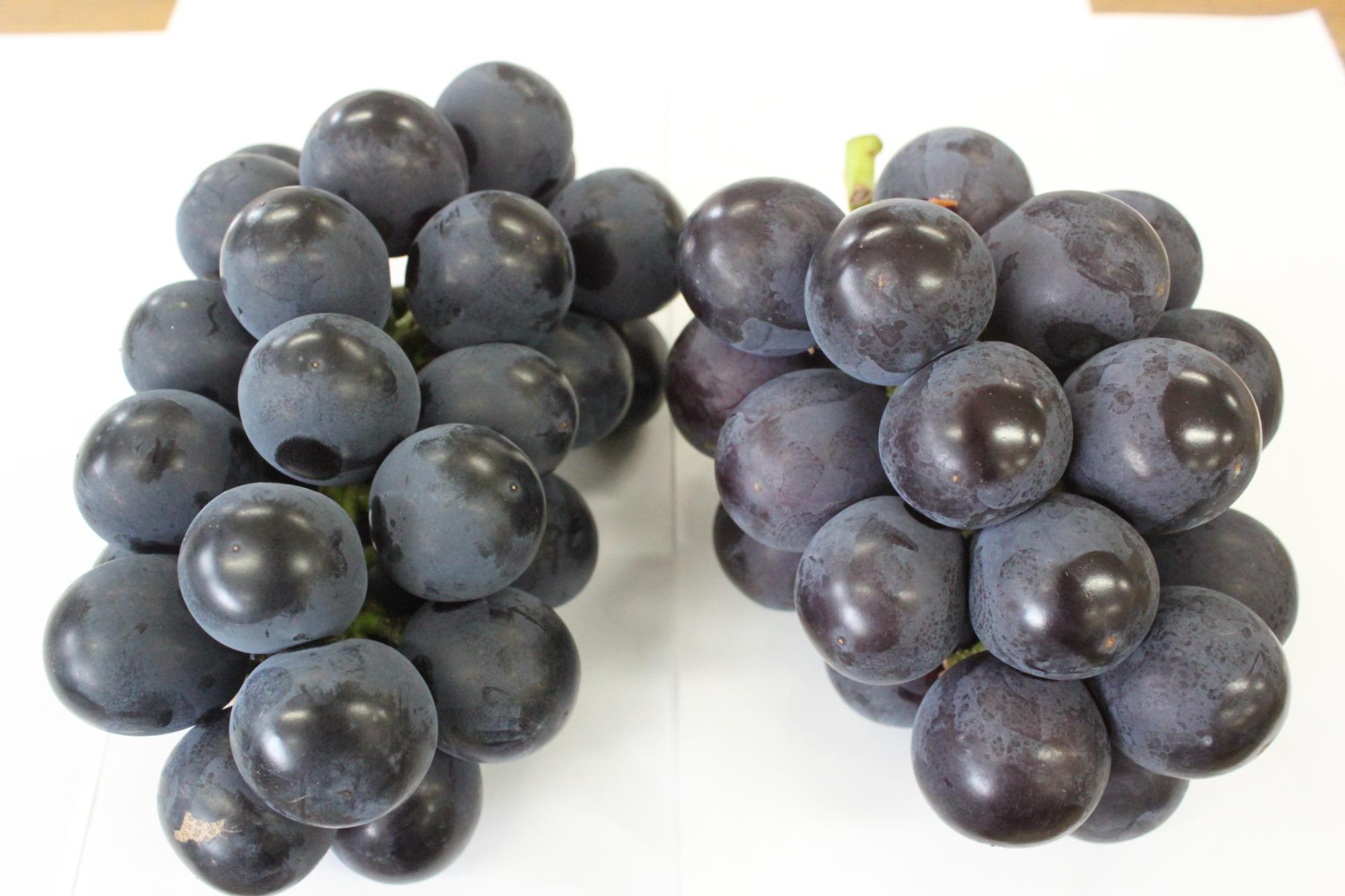 光沢があり、濃い紫色をした円形の果実が隙間なく密集したブドウが、2つ並んで白い紙の上に置かれている写真