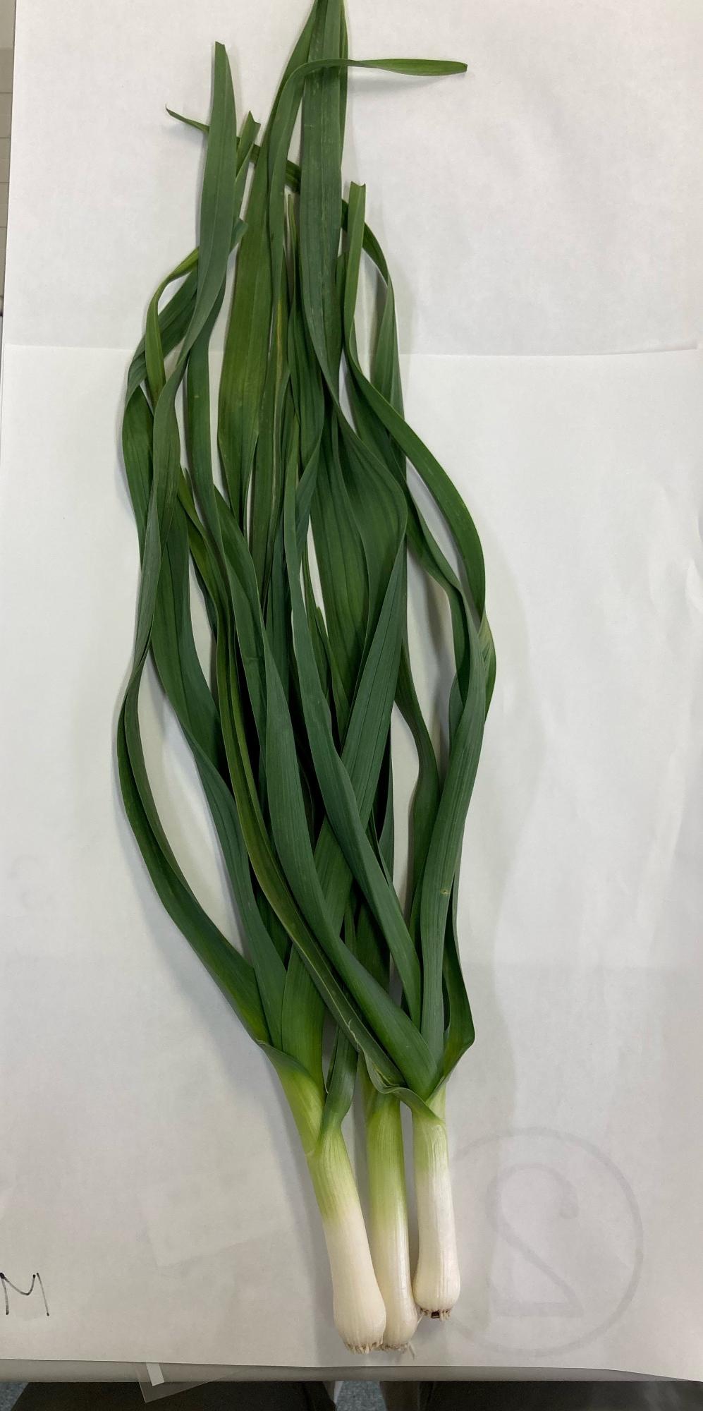 数本の白い根と濃い緑色の長い葉を持つ太い葉ニンニクが、縦向きに白い紙の上に置かれており、その葉は緩やかな曲線を描きながら上方に伸びている様子を真上から撮影した写真