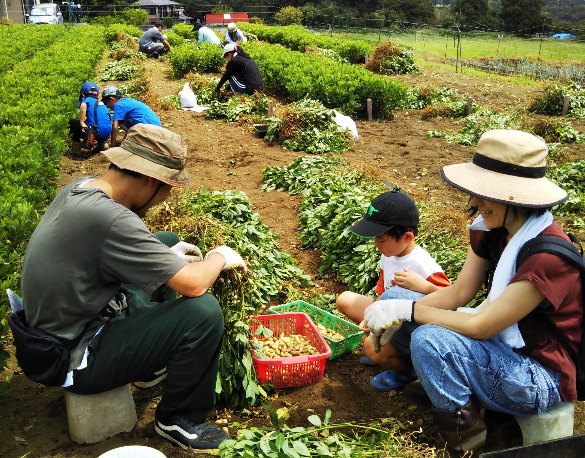 父親と母親、そして小さな男の子が一緒に、収穫した株からピーナッツを採ってカゴに集めている写真