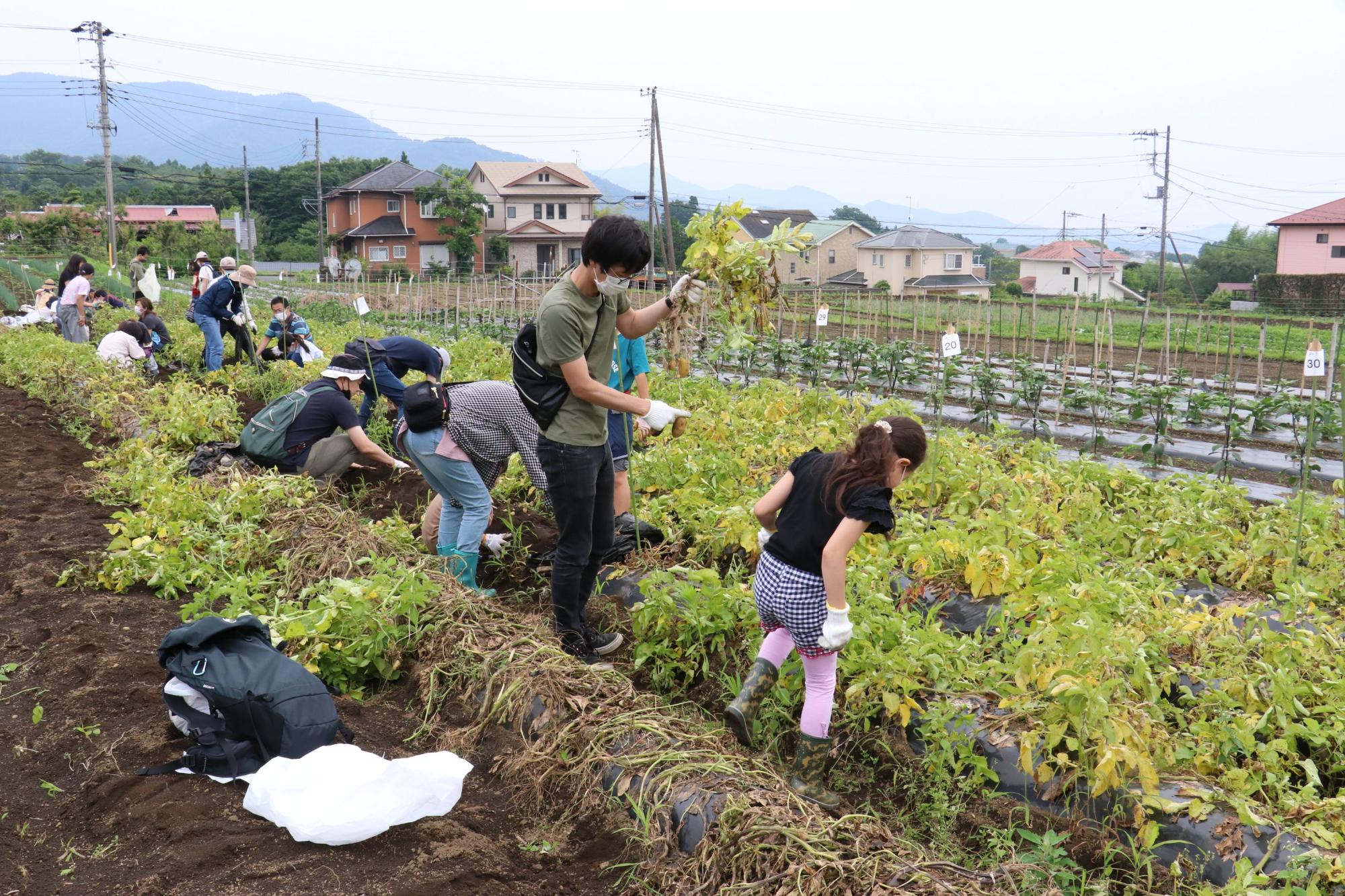 子供から大人まで大勢の参加者が、畑でじゃがいも掘りを楽しみ、収穫した芋を手に喜んでいる様子の写真