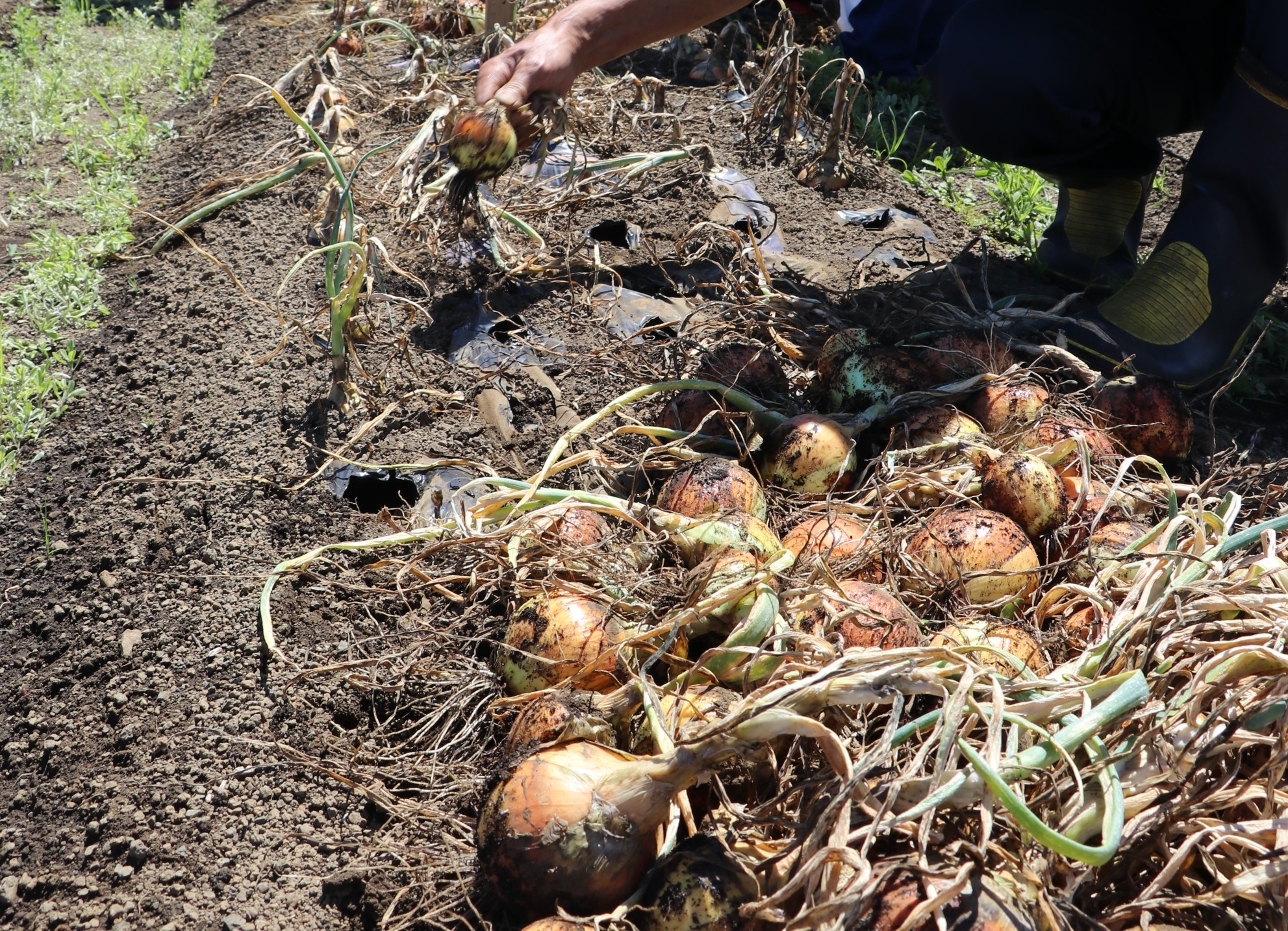 畑の土から実った玉ねぎを手で引き抜き、収穫したたくさんの玉ねぎの山に加えていく様子のクローズアップ写真
