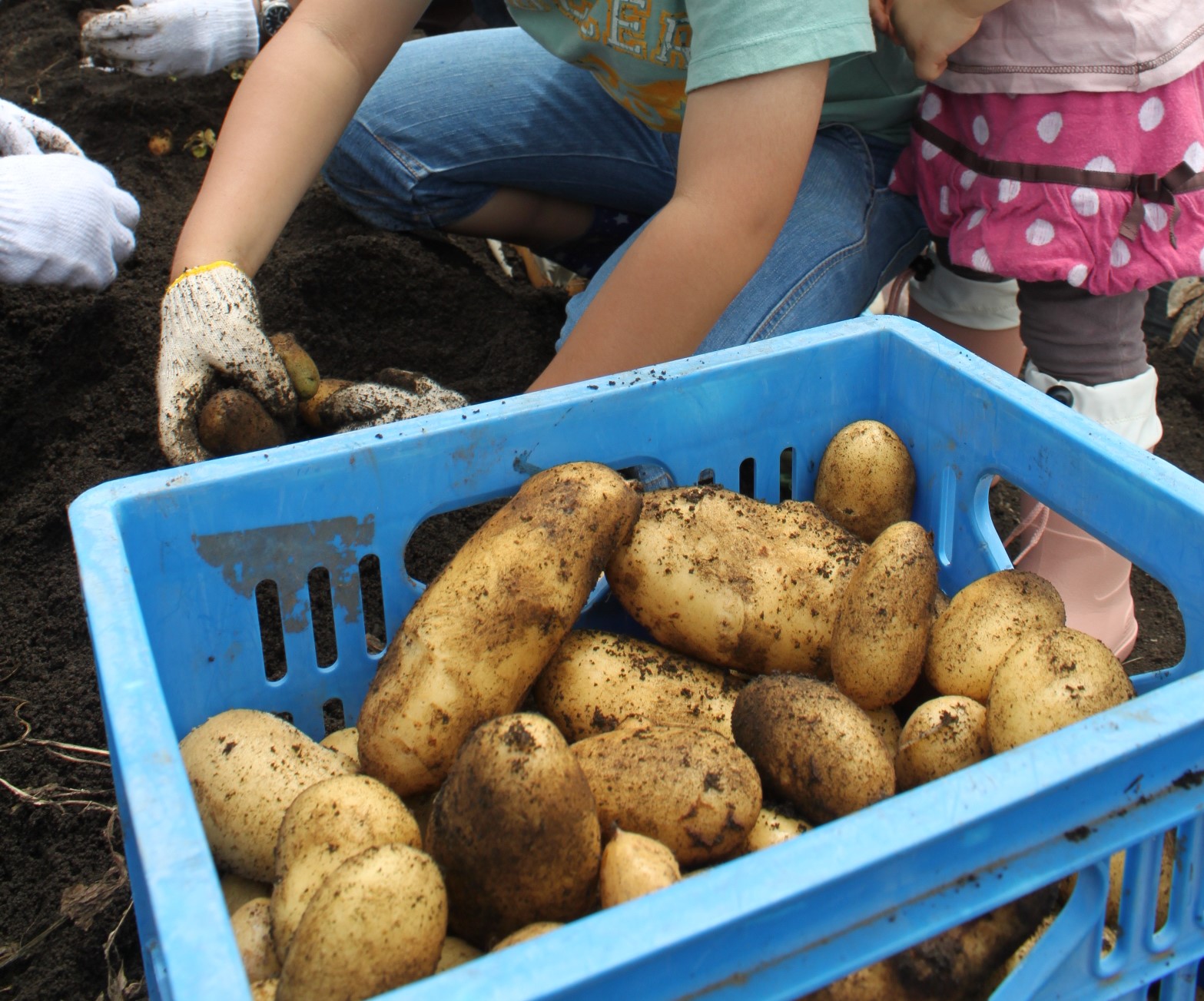 収穫した土のついた沢山のじゃがいもが入った青いカゴに、軍手をはめた人が更に新しい芋を入れている様子の写真