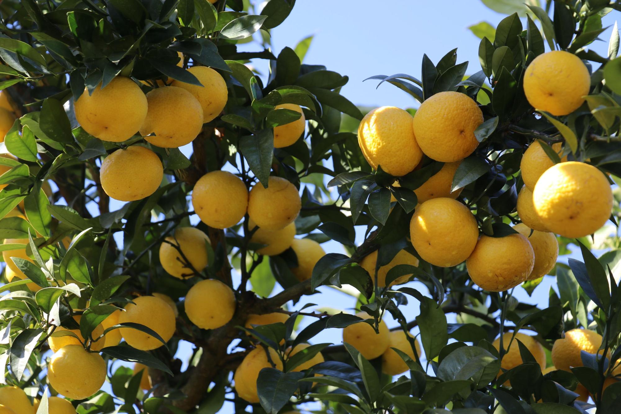 たわわに実った黄色い柑橘の果実が、緑の葉の間で太陽を浴びて輝いているのを見上げた構図の写真