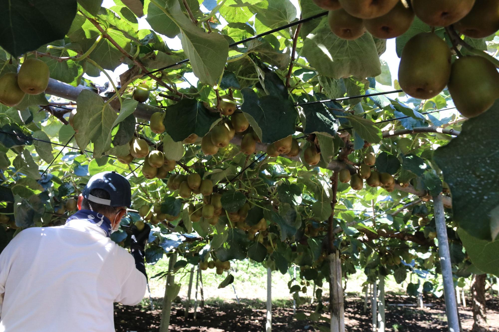 キウイフルーツ農園で、棚からぶら下がるように実ったたくさんのキウイを見上げながら、作業員が手入れをしている様子の写真