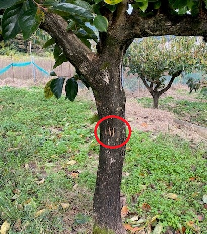 果樹園のような場所の木の幹に、クマが引っ掻いたような鋭く真新しい数本の爪痕が縦にくっきりと付けられている様子の写真