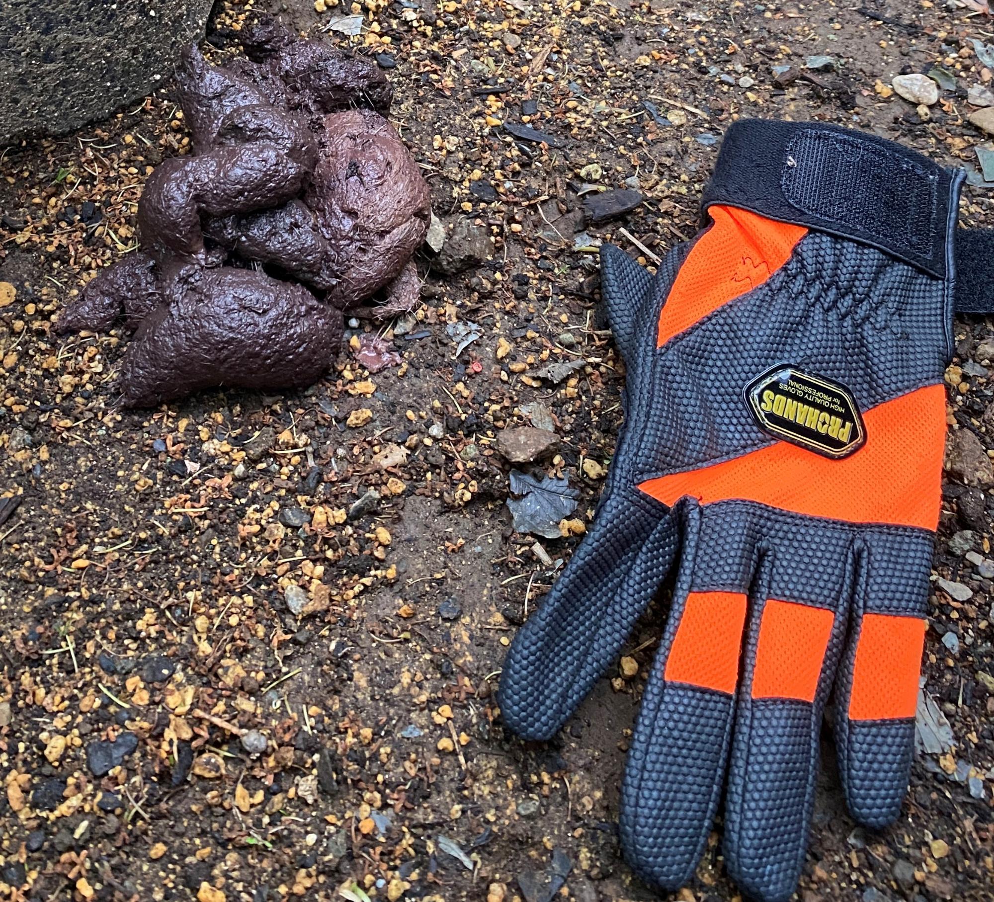 大きさの比較のため置かれたオレンジ色の作業用手袋の横に、小石が混じる地面の上に黒っぽく塊状になったクマのフンがある様子の写真