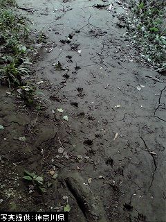 じめじめとした湿地帯の泥の上に、小さな足跡がいくつも残されている様子を撮影した写真