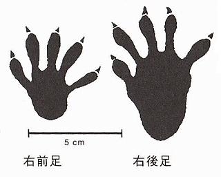 指が長いアライグマの右前足と右後足の足跡が描かれており、後足の足跡は前足に比べて大きく、どちらにも鋭い爪が描かれているイラスト