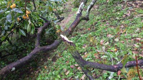 実がなっている柿の木の太い枝が無残に折れて地面に横たわっており、折れた断面の新しい木肌が見えている様子の写真