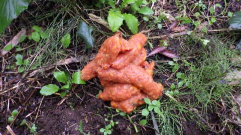 土と草が混じる地面の上に、柿などを食べたと思われるクマの赤みがかったオレンジ色をした塊状のフンが落ちている様子の写真