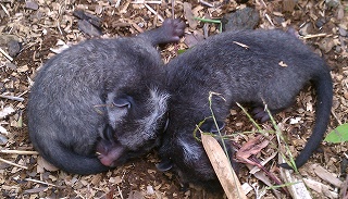 濃いグレーの毛色で顔の中央に白いラインが入ったまだ幼い二匹のハクビシンが、土や落ち葉が敷き詰められた地面の上で体を寄せ合って寝ている様子を捉えた写真