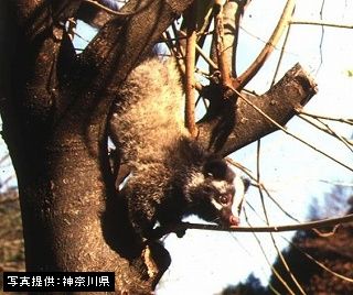 茶色の毛むくじゃらの体が特徴のハクビシンが、太い木の枝に登っている姿を捉えた生態写真