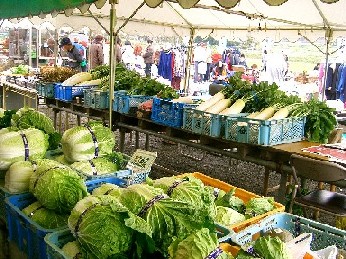 屋外テントの下で、新鮮なキャベツ、白菜、大根などの青果物が、青やオレンジのプラスチックケースに大量に陳列されている農産物直売所の様子の写真