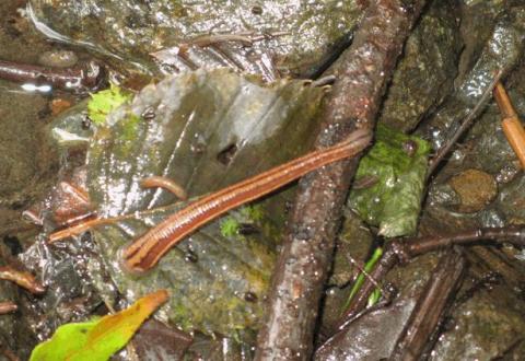 茶色い落ち葉や土、岩が湿った地面に、細長い茶色い縞模様のあるヤマビルが伸びており、他にも複数の小さなヒルのような生き物が見える写真