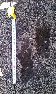 人間の足跡の大きさをコンベックスで計測しており、縦の長さが23センチほどあることがわかる写真