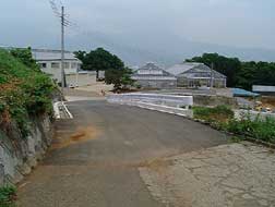 草が茂った石垣の横を緩やかに下るアスファルトの坂道の先に、数棟のビニールハウスと白い建物が見える、今泉地区農道の写真