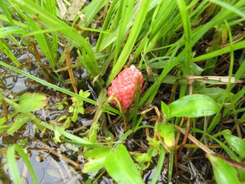 水際にある緑色の草の根元に、鮮やかなピンク色のジャンボタニシの卵塊を捉えた写真