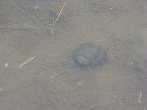 茶色く濁った浅い水底の泥の上に、暗い色の丸い殻を持つジャンボタニシが一匹いる様子を上から撮影した写真