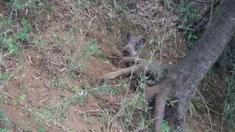 森林の中、斜面に立つ木の幹の地面に掘られた浅い穴の中に、泥だらけになったイノシシの子供が横たわって休んでいる姿を上から捉えた写真