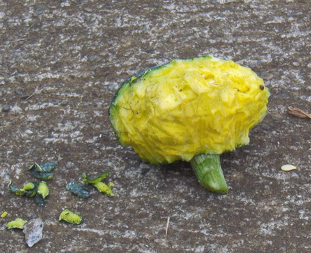 半分以上が黄色く皮が剥がれ、一部緑色の皮が残ったカボチャと、その左側に散らばる皮のクズの写真