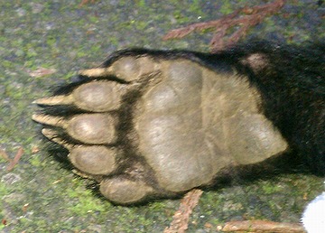 黒い毛に覆われたクマの足の裏を写し、ごつごつした大きな肉球とそこから伸びる鋭い爪を間近で捉えた写真