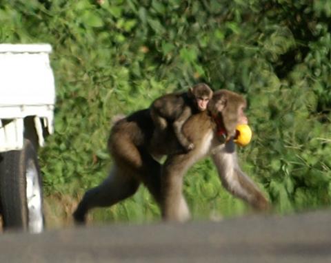 ニホンザルが背中に子ザルを乗せ、口にはミカンをくわえたまま、道路のような場所を左に向かって歩いている様子の写真