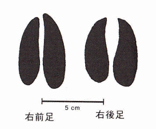 ニホンジカの左右の足跡のイラスト