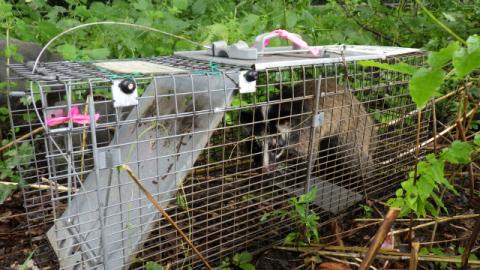 藪の中に設置された捕獲器の中で、警戒心を持ってカメラを見つめている、額から鼻にかけて白い筋模様が入った茶色の毛をしたハクビシンの姿を捉えた写真
