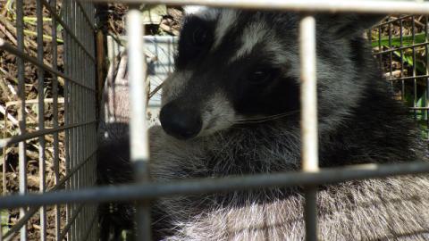 金網でできたケージの中に閉じ込められた、目の周りが黒いアライグマが、後ろを振り返ってカメラを見つめている姿を捉えた写真