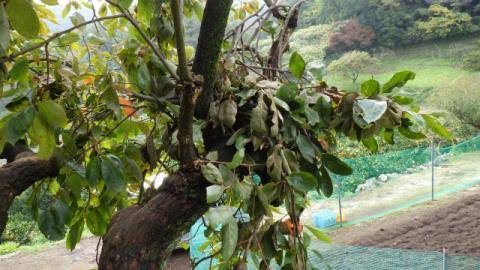 山間の果樹園で、柿の木の幹から枝が折られて集められ、食事場所として使われた跡であるクマ棚が作られている写真