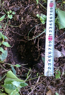 ニホンジカの足跡の穴が地面にあり、その横にコンベックスが置かれ、穴の直径が10センチ、深さが20センチ程度あることを示している写真