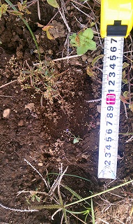 地面に残されたイノシシの足跡らしきくぼみの横にコンベックスを置き、その直径が約10センチであることを示している様子の写真