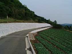 アスファルト舗装された道路が緩やかなカーブを描きながら山肌に沿って伸び、その左側は白いコンクリートの擁壁で、右側には整然と植えられた緑の作物の畑が広がっている曽屋地区農道の写真