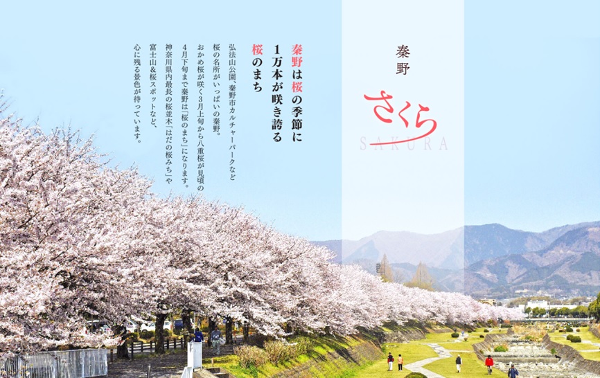 雲一つない青空の下、山並みが見える川の堤防沿いに、満開のピンク色の花が咲く桜の木が立ち並んでいる「秦野(はだの)の桜を見に行こう &ndash; 神奈川の桜穴場スポット 秦野さくら2025」が表示されたスクリーンショット画像