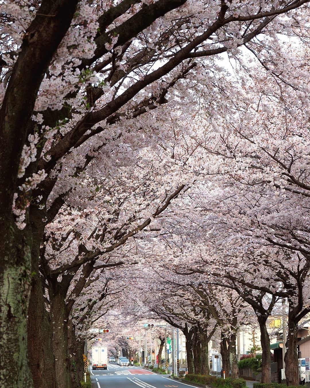 道路の両脇に植えられた桜の木々が満開の花を咲かせ、まるでトンネルのように枝を広げている写真