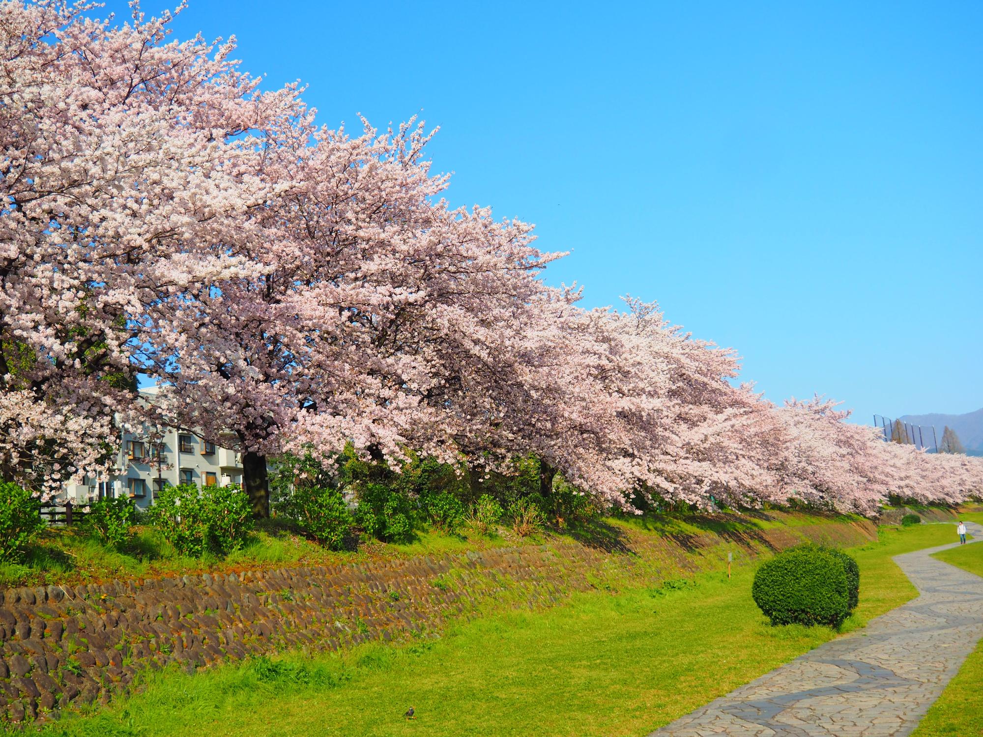 満開の桜並木が青空の下に続き、土手下にある緑の芝生と石畳の遊歩道が心地よい春の日差しに照らされている写真
